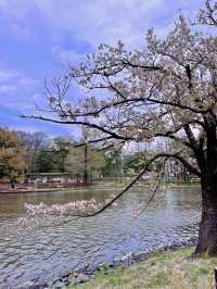 【埼玉大宮】桜の名所大宮公園✨