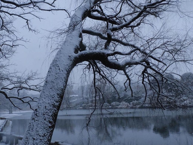 สวนชะกุจิอิ สวนสวยที่ซุกซ่อนอยู่ในโตเกียว