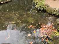 博多のオアシス　紅葉は楽水園🍁