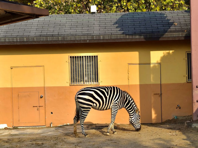 Cheongju Zoo