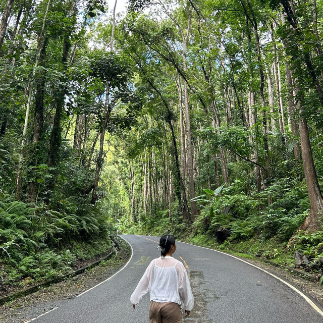 숲을 좋아한다면 보홀 맨 메이드 포레스트 🌴