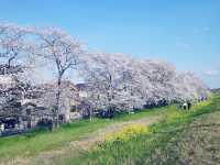 【日本賞櫻】🌸熊谷櫻堤：粉紅櫻花隧道，夜晚櫻花點燈。適合3月底到4月初