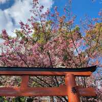 京都最美的賞櫻聖地🌸—平野神社⛩️