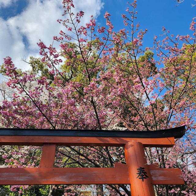 京都最美的賞櫻聖地🌸—平野神社⛩️