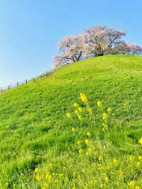 【丸墓山古墳/埼玉県】桜の名所・さきたま古墳公園
