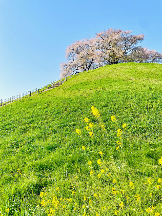 【丸墓山古墳/埼玉県】桜の名所・さきたま古墳公園