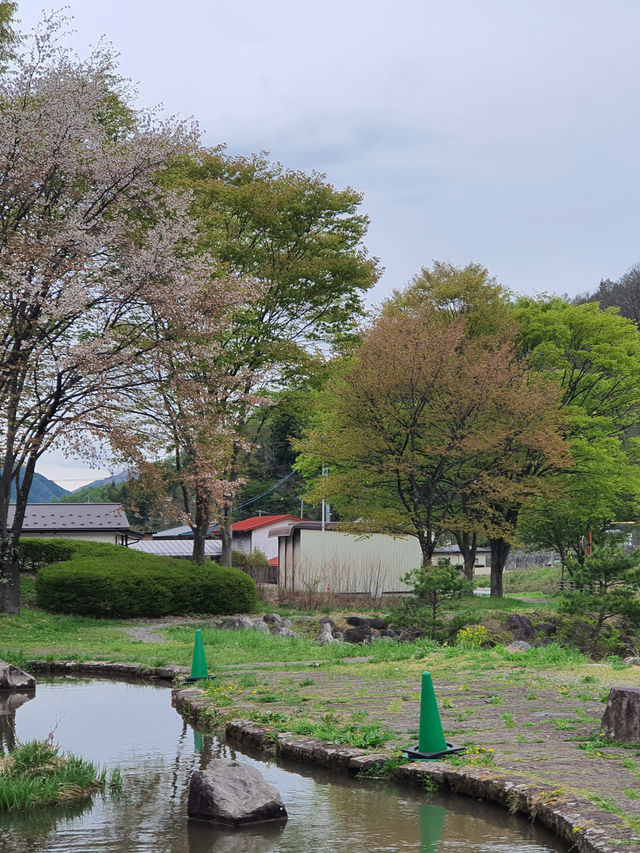 🌸🍃Narai Juku 🌸Japan