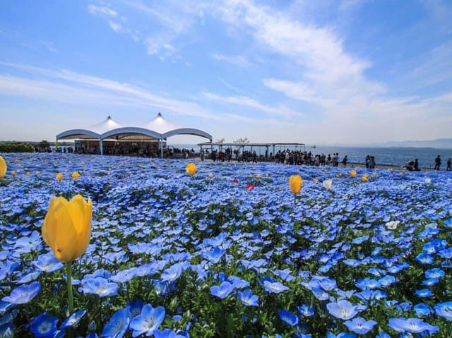 Mishima Osaka seaside park 🇯🇵 