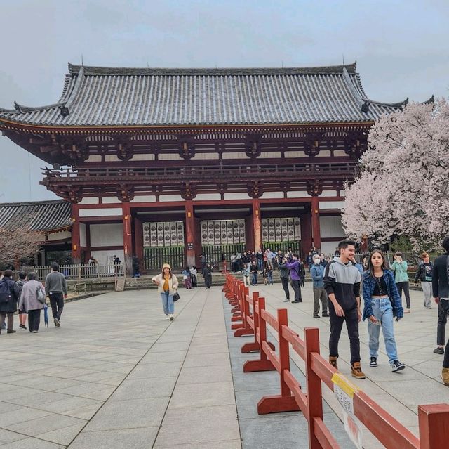 🇯🇵 Nara deer park | Feeding crackers to well-mannered deer 🙇‍♂️