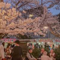 🇯🇵 Maruyama park | Dining under magnificent sakura tree 🎄