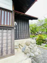 【拝島天神社/東京都】梅の木がたくさん並んでいる