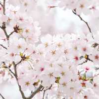 【京都】桜や季節のお花が楽しめる京都府立植物園