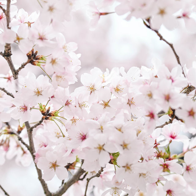 【京都】桜や季節のお花が楽しめる京都府立植物園