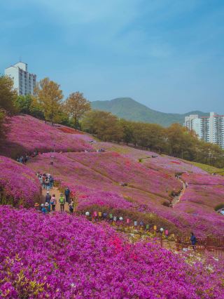 💜보라빛으로 물든 철쭉 천국인 “군포 철쭉동산”💜