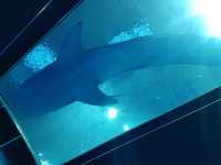 🌊ท่องโลกใต้ทะเลที่ Okinawa Churaumi Aquarium