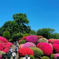 【長野県/岡谷　色とりどりのカラフルな”つつじ”が美しく咲き誇る 『鶴峯公園』】