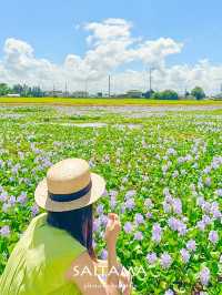 【埼玉/加須】めずらしい一面薄紫色の花