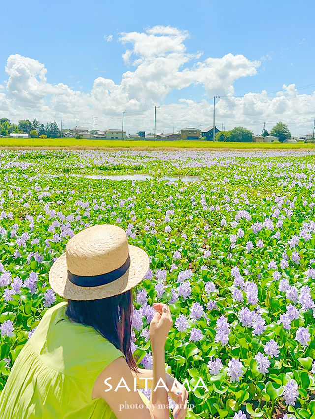 【埼玉/加須】めずらしい一面薄紫色の花