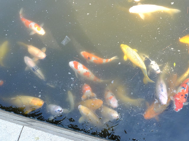 【日本🇯🇵廣島縮景園之二】：除了賞櫻🌸，還有很多其他花卉🌸🪻🌼🪷可欣賞啊‼️