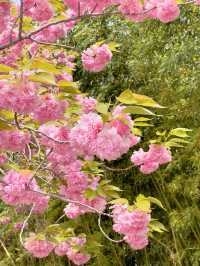 💗🌸창원 겹벚꽃 명소 창원에서 젤 이쁜 곳🌸💗