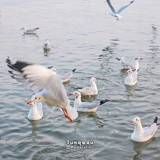 นกนางนวลแล้ว