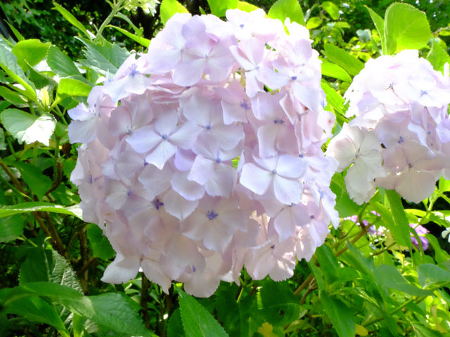 【東京近郊】‼️5月29日開始繡球花盛開見頃活動(2) ‼️ @鎌倉長谷寺，六月必遊景點！