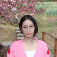 🌸 ซากุระเมืองไทย @ขุนวาง เชียงใหม่