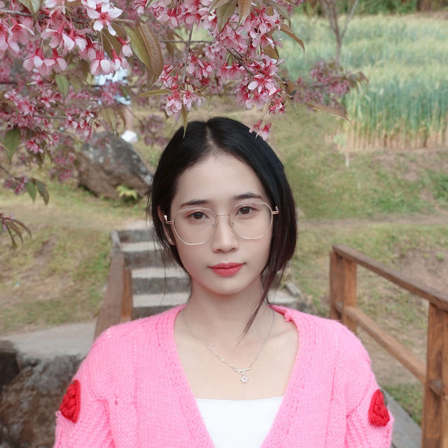 🌸 ซากุระเมืองไทย @ขุนวาง เชียงใหม่