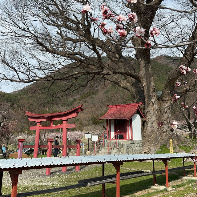 【長野】日本一のあんずの里