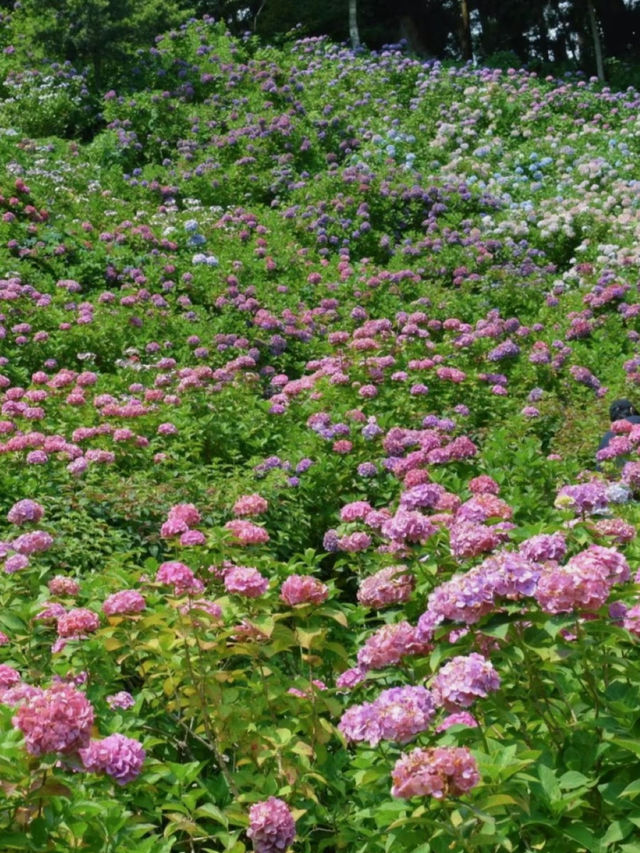 千葉県　紫陽花スポット　服部農園あじさい屋敷