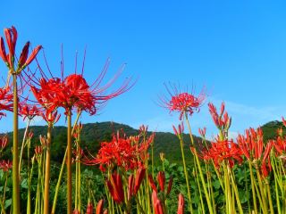 Hyuga Yakushi: A Premier Red Spider Lily Spot in Isehara
