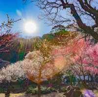 熱海梅園祭
