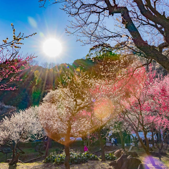 熱海梅園祭