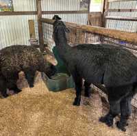 Caversham Wildlife Park