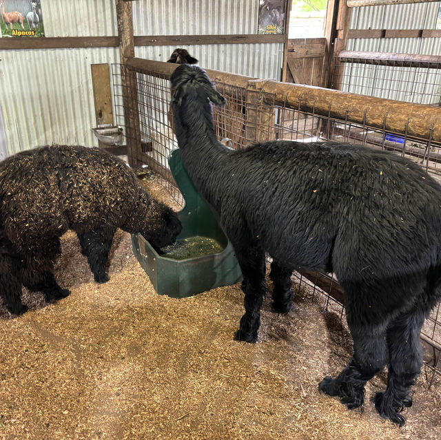 Caversham Wildlife Park