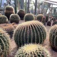 伊豆仙人掌公園：奇特仙人掌品種，絕對視覺體驗