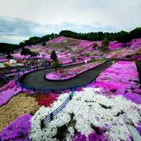 Higashimokoto Shibazakura Park's Dreamy Delight
