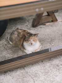 🇯🇵 福岡 絕對貓奴天堂！世界六大貓島之一 相島🐈🏝️