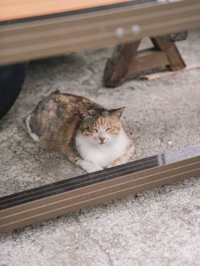🇯🇵 福岡 絕對貓奴天堂！世界六大貓島之一 相島🐈🏝️