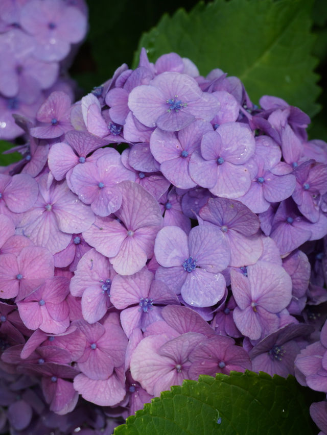 【東京絶景】スカイツリーと紫陽花