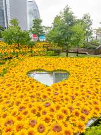 最速攻略🌻決して枯れないひまわり畑がパワーアップして帰ってきた😊去年の🌻2倍！！♡を探せ✨