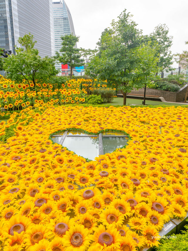 最速攻略🌻決して枯れないひまわり畑がパワーアップして帰ってきた😊去年の🌻2倍！！♡を探せ✨