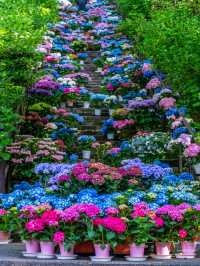 実はここの紫陽花いつでも○○！見頃は6月中旬❤️💙💚💜💛💖