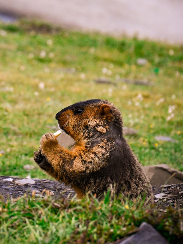 Encountering Prairie Dogs in Dandu Town, Sichuan: A Charming Wildlife Experience