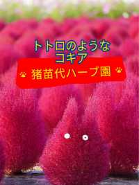 トトロのようなコキアに会える❤️ 猪苗代ハーブ園💐