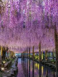 〜愛知県〜藤のシャワーが絶景すぎる公園✨