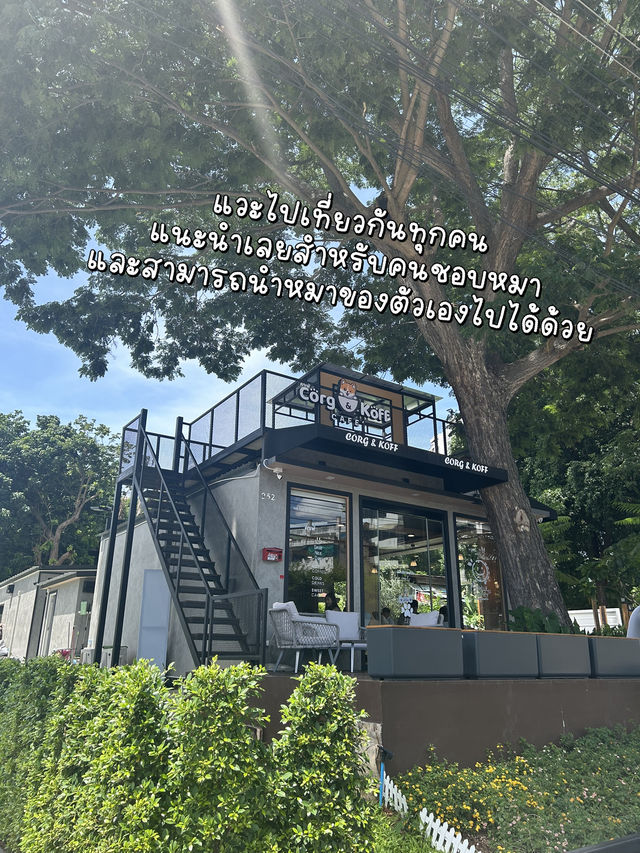 แนะนำ!! คาเฟ่หมาเฟรนด์ลี่🐶