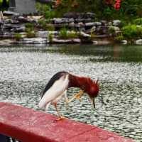 【深圳景點】坪山濕地公園：綠意盎然～適合放鬆身心的好地方！
