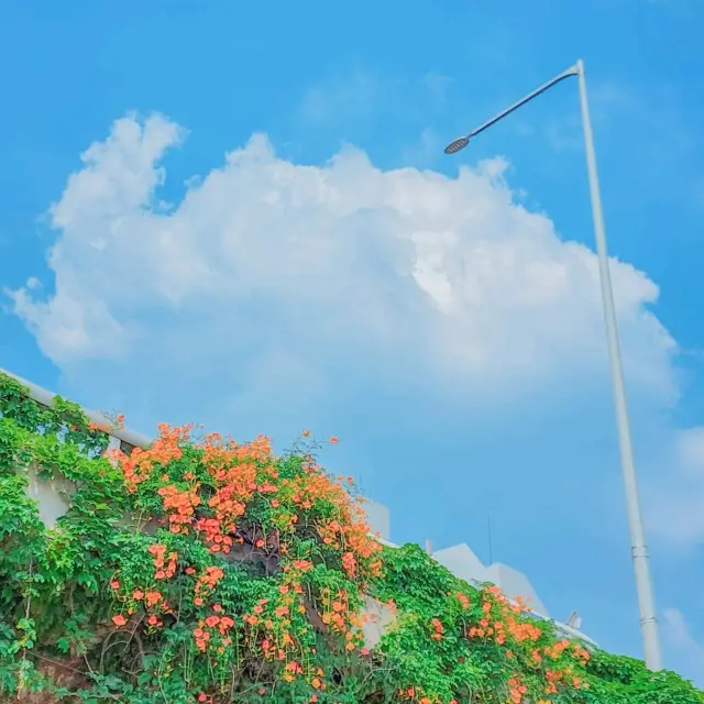 <Công viên Ttukseom Hangang> nơi bạn có thể ngắm nhìn sự kết hợp tuyệt đẹp của bầu trời xanh và hoa đỗ quyên đỏ