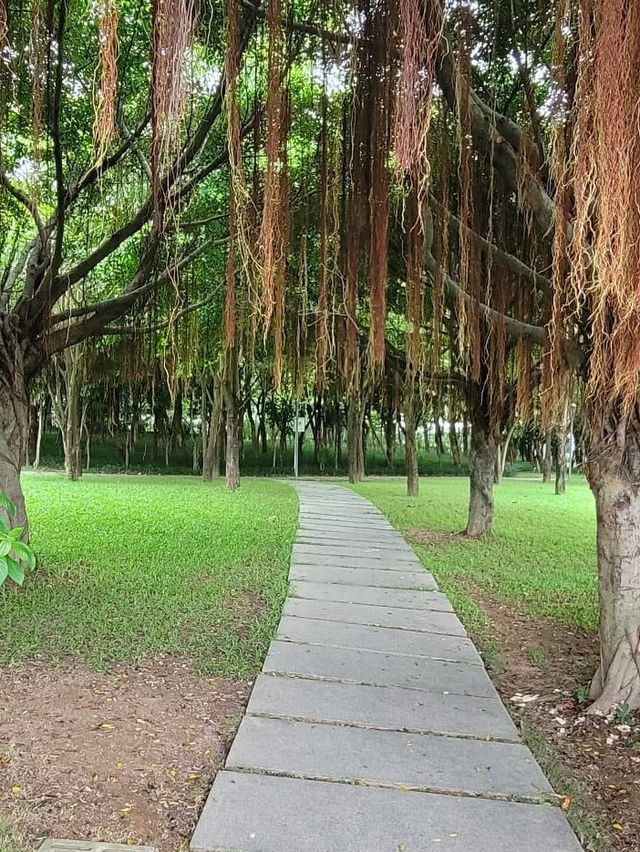 【深圳】流花山公園：粉紙花扇花海，美麗不熱